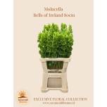 Moluccella Torbiklill 80cm