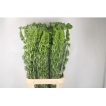 Moluccella 90cm