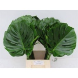 Monstera leht 60cm (pk)