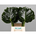 Monstera leht 60cm (pk)