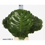 Monstera leht 70-75cm (pk)
