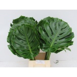 Monstera leht 70-75cm (pk)