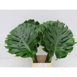 Monstera leht 70-75cm (pk)