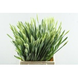 Narcissus Nartsiss Carlton