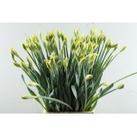Narcissus Nartsiss Dick Wilden