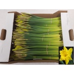 Narcissus Nartsiss Dutch Master 10tk/pk