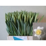 Narcissus Nartsiss Ice King