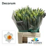 Narcissus Nartsiss Johan Strauss