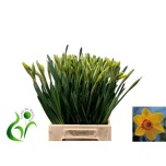 Narcissus Nartsiss Pinza