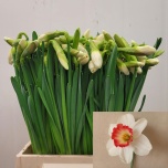 Narcissus Nartsiss Pink Charm