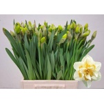 Narcissus Nartsiss White Lion