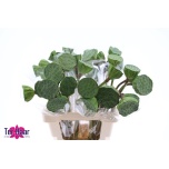 Nelumbo Lootos Nucifera 60cm