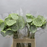 Nelumbo Lootos Nucifera 60cm