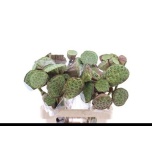 Nelumbo Lootos Nucifera 65cm