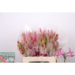 Nerine Näkilill Ras van Roon 50cm