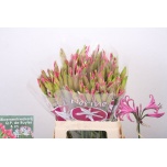Nerine Näkilill Ras van Roon 60cm