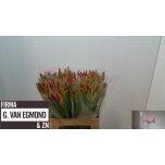 Nerine Näkilill Ras van Roon 60cm