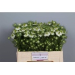 Nigella valge 50-55cm
