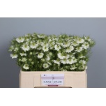 Nigella valge 50-55cm