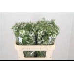Nigella 70cm valge