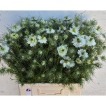 Nigella White Lady 60cm