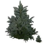 Nobilis Nulg Blue 5kg (pk)