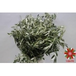Olea Oliivipuu oks 60cm (pk)