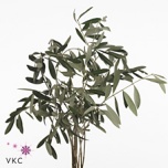 Olea Oliivipuu oks 70cm (pk)