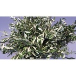 Olea Oliivipuu oks 70cm (pk)