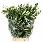 Olea Oliivipuu oks 70cm (pk)