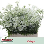 Orlaya White Finch 60cm