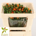 Ornithogalum Linnupiim Orange Fire 45cm