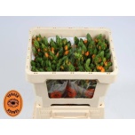 Ornithogalum 45cm Sunshine