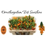 Ornithogalum Linnupiim Sunshine 50cm