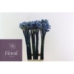 Ornithogalum saundersiae Hiid-Linnupiim paint Blue 90cm