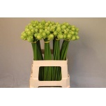 Ornithogalum saundersiae Hiid-linnupiim 65cm