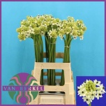 Ornithogalum saundersiae Hiid-linnupiim 70cm
