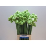 Ornithogalum saundersiae Hiid-linnupiim 70cm