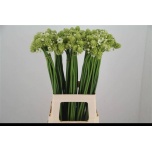 Ornithogalum saundersiae Hiid-linnupiim 70cm