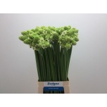 Ornithogalum saundersiae Hiid-linnupiim 75cm