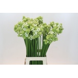 Ornithogalum saundersiae Hiid-linnupiim 80cm