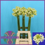 Ornithogalum saundersiae Hiid-linnupiim 80cm