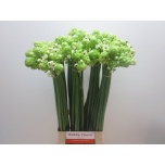 Ornithogalum saundersiae Hiid-linnupiim 80cm