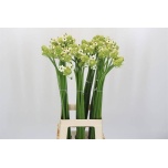 Ornithogalum saundersiae Hiid-linnupiim 80cm