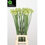 Ornithogalum saundersiae Hiid-linnupiim 90-95cm