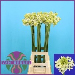 Ornithogalum saundersiae Hiid-linnupiim 90cm