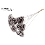 Stick Lotus Ø5-7cm Champagne 5pc/bunch 50cm (pk)