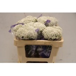 Ozothamnus Snow White 50cm