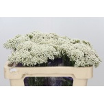 Ozothamnus Snow White 50cm