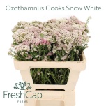 Ozothamnus Snow White 50cm